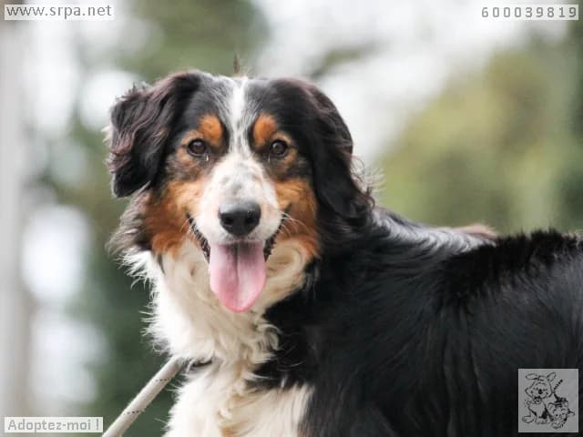 Max, male Border Collie for adoption at Srpa Liege