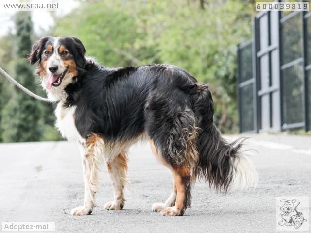 Max, male Border Collie for adoption at SRPA Liege, Srpa Liege photo 2