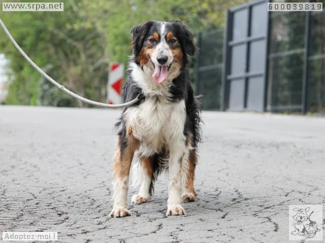 Max, male Border Collie for adoption at SRPA Liege, Srpa Liege photo 3