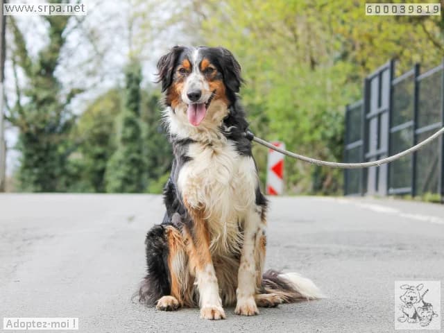 Max, male Border Collie for adoption at SRPA Liege, Srpa Liege photo 4