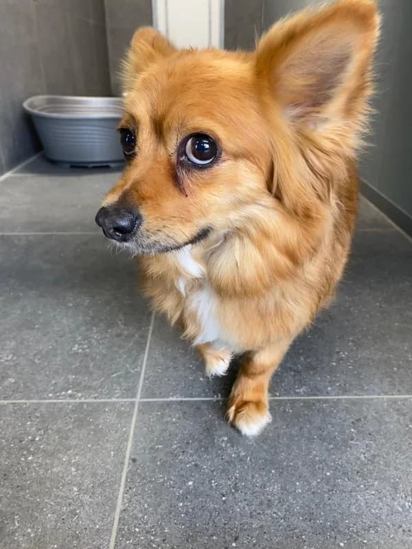 Diego, male Chihuahua for adoption at SRPA Vinalmont