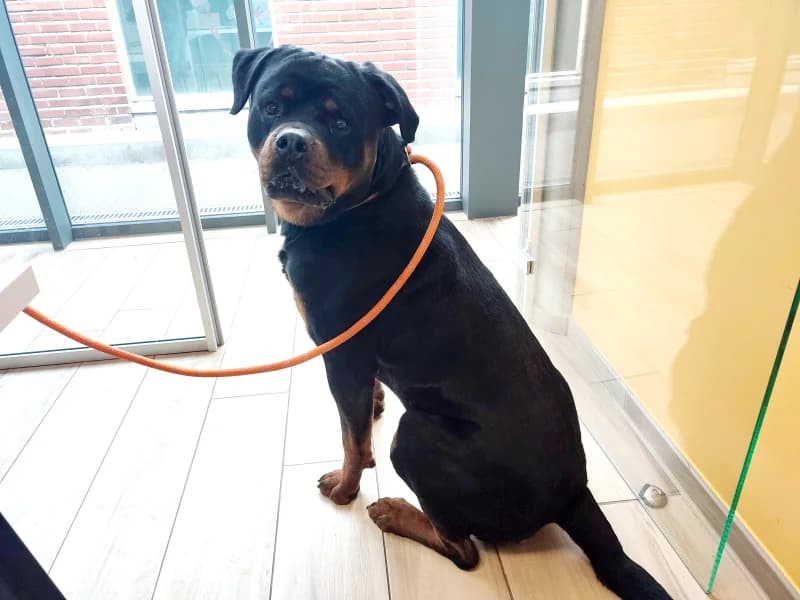 Lilbo/bobo, male young Rottweiler for adoption at SRPA Liege, Srpa Liege