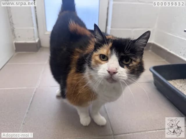 Missy, female European Shorthair for adoption at Srpa Liege