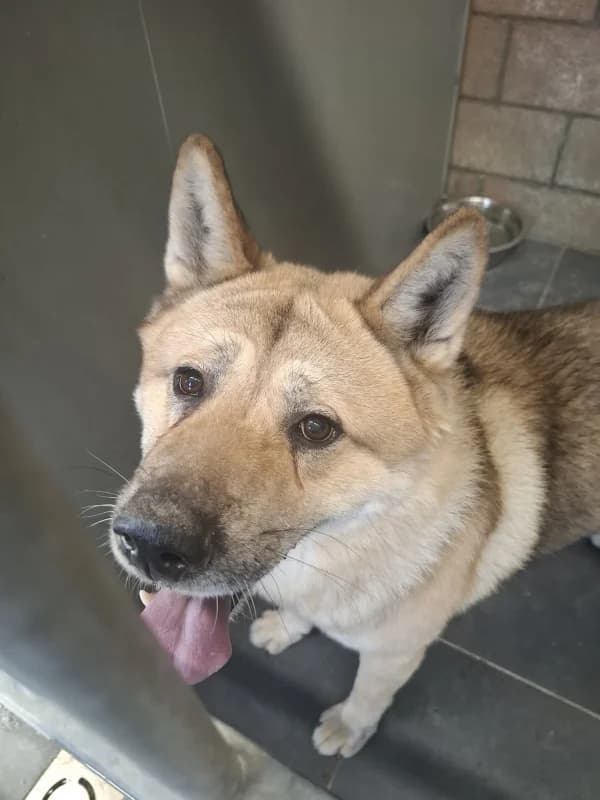 Kimbo, male Akita for adoption at Srpa Liege