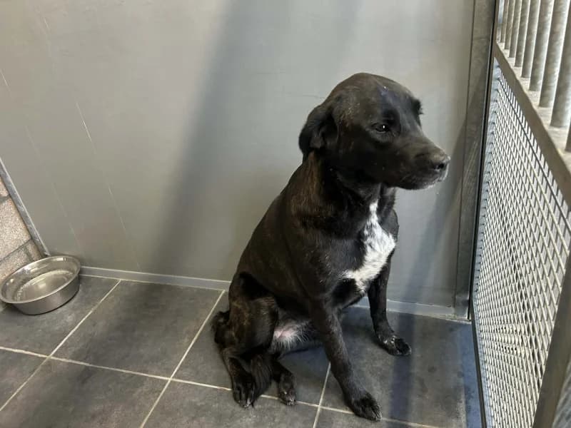 Orqua, female Belgian Malinois for adoption at Srpa Liege