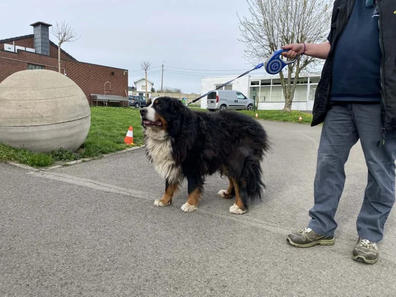 Newton, male Bernese Mountain Dog for adoption at SRPA Liege, Srpa Liege