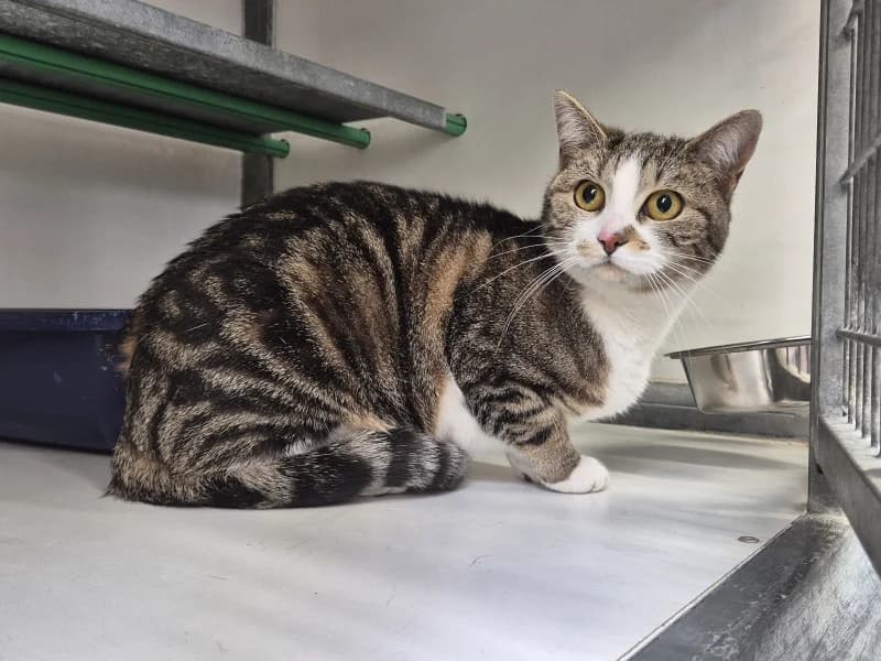 Lili, female European Shorthair for adoption at SRPA Liege, Srpa Liege