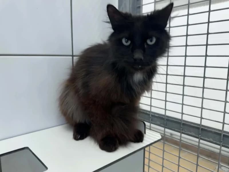 Bello, male 3yo Mixed Breed for adoption at SRPA Liege, Srpa Liege