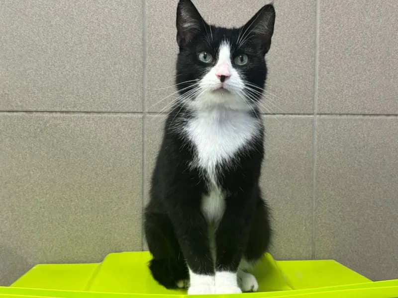 Animal 600.040, male 3yo European Shorthair for adoption at SRPA Vinalmont