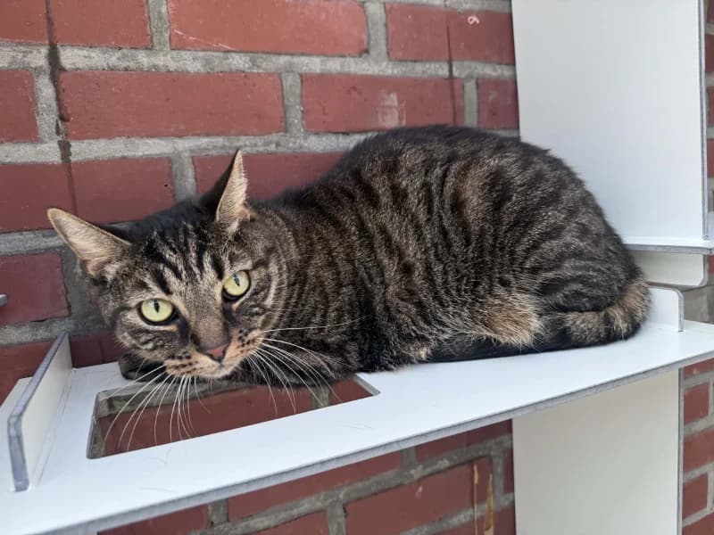 Bina, male European Shorthair for adoption at SRPA Liege, Srpa Liege