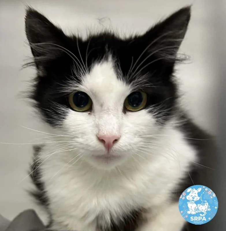 Vicky, female young European Shorthair for adoption at SRPA Arlon