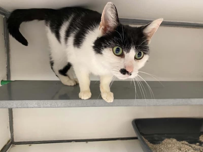 Pastis, male 4yo European Shorthair for adoption at SRPA Liege, Srpa Liege