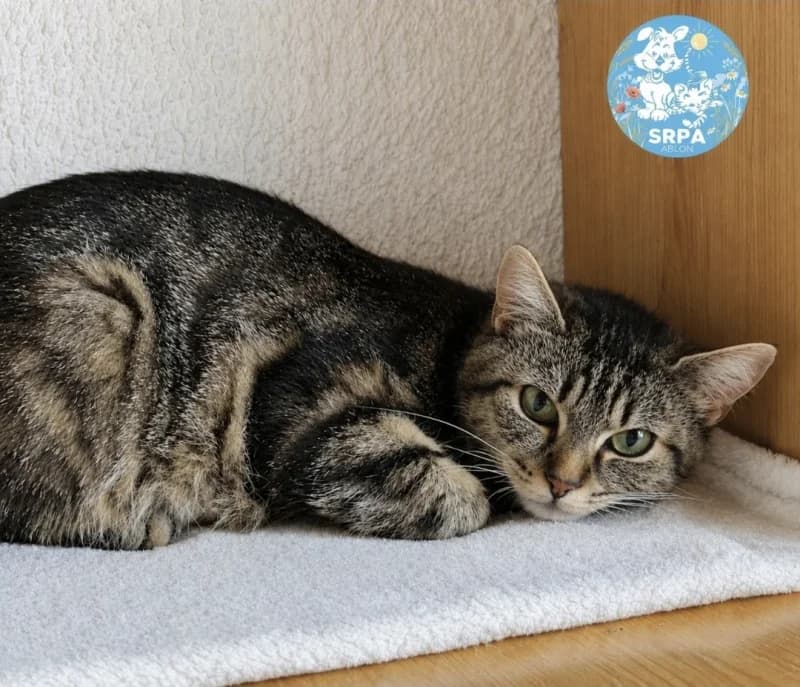 Animal 600.040, female 4yo European Shorthair for adoption at SRPA Arlon