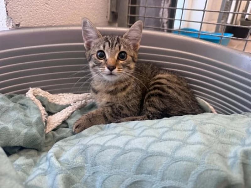 Zuri, female puppy European Shorthair for adoption at SRPA Liege, Srpa Liege