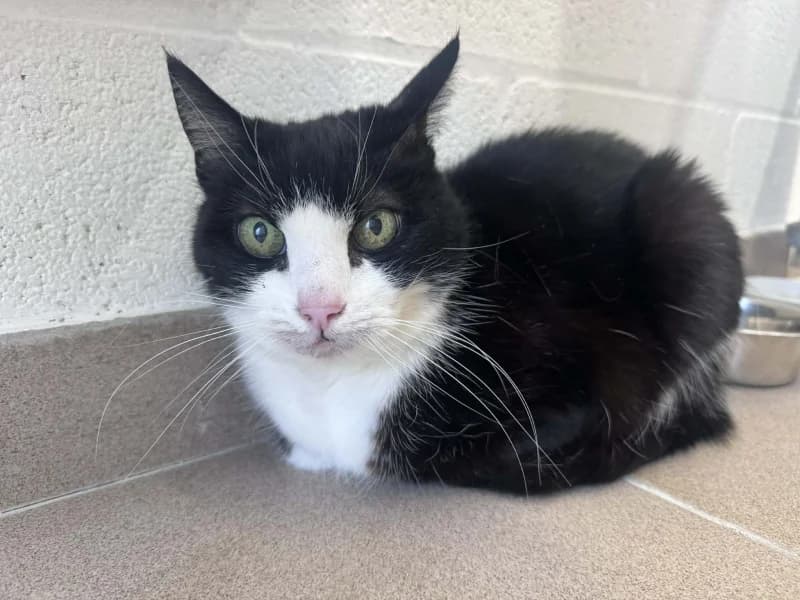 Pistou, female senior European Shorthair for adoption at SRPA Liege, Srpa Liege