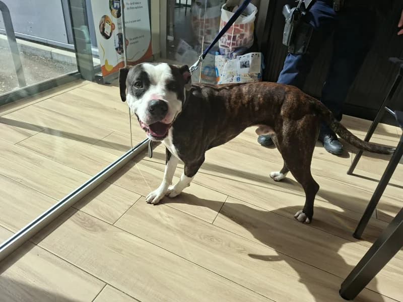 Bueno, male 4yo American Staffordshire Terrier for adoption at SRPA Liege, Srpa Liege