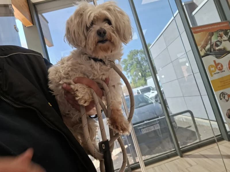 Animal 600.040, female 7yo Maltese for adoption at SRPA Liege, Srpa Liege