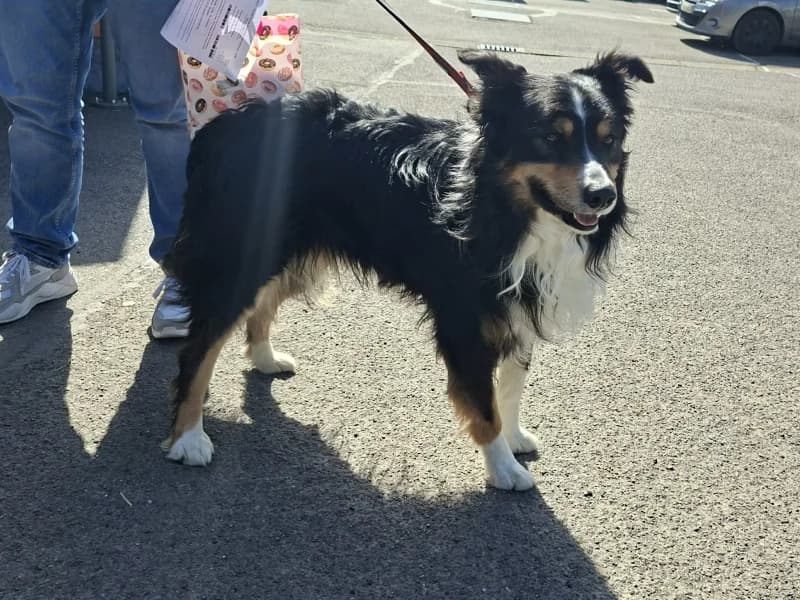 Booster, male 6yo Border Collie for adoption at SRPA Liege, Srpa Liege