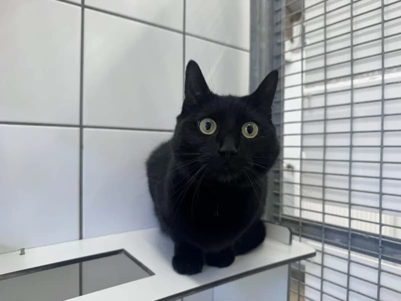 Daryl, male young European Shorthair for adoption at SRPA Liege, Srpa Liege