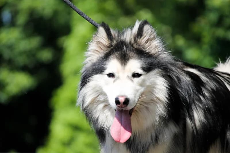 Togo, male young Husky for adoption at SRPA Liege, Srpa Liege