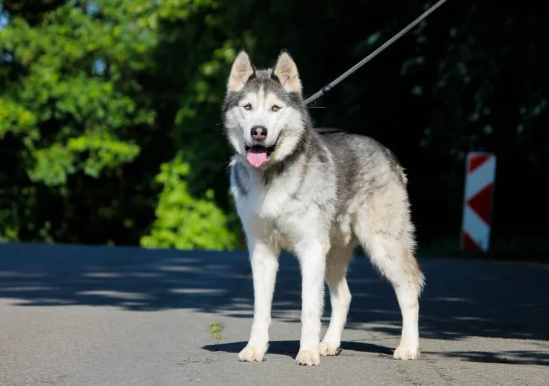 Whisky, male senior Husky for adoption at SRPA Liege, Srpa Liege