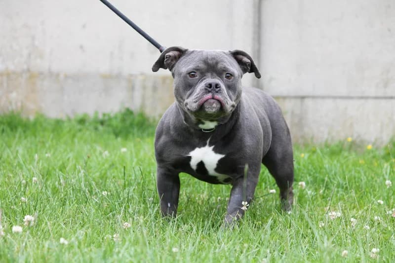 Sodi, male young American Bully for adoption at SRPA Liege, Srpa Liege