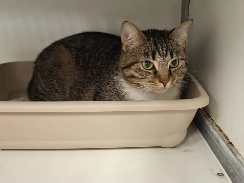 Mimi, female 3yo European Shorthair for adoption at SRPA Liege, Srpa Liege