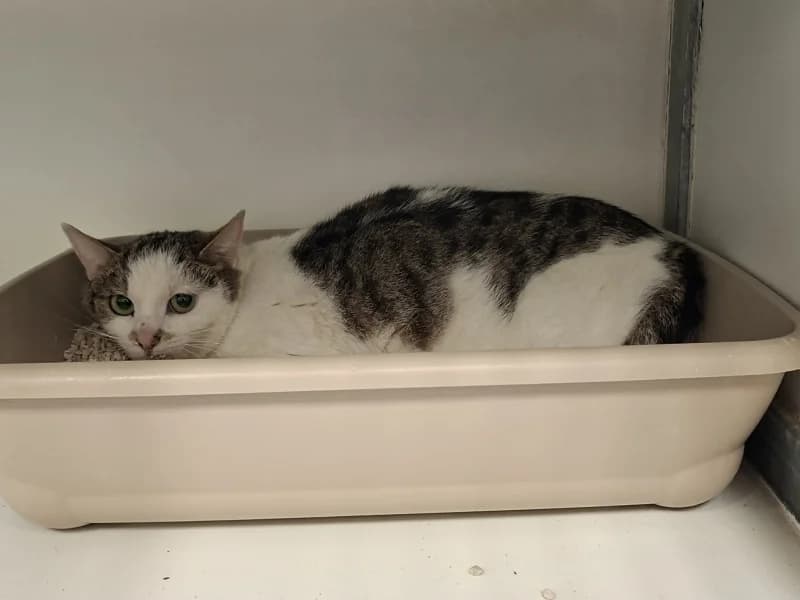 Paloma, female young European Shorthair for adoption at SRPA Liege, Srpa Liege