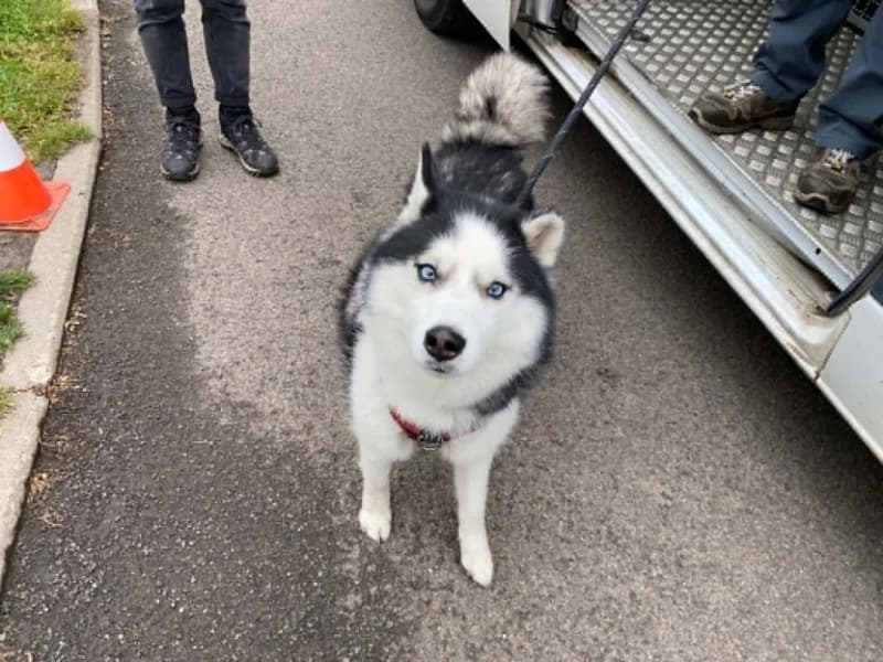 Conor, male young Husky for adoption at SRPA Liege, Srpa Liege
