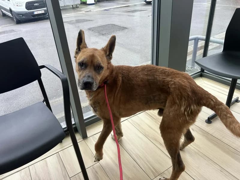 Raiko, male 6yo German Shepherd for adoption at SRPA Liege, Srpa Liege