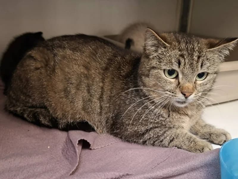 Millie, female 5yo European Shorthair for adoption at SRPA Liege, Srpa Liege