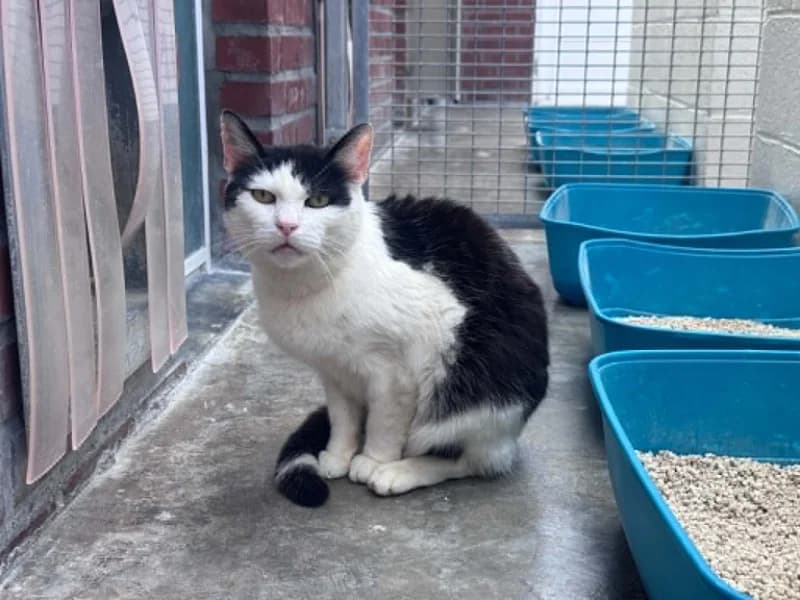 Bouba, male senior European Shorthair for adoption at SRPA Liege, Srpa Liege
