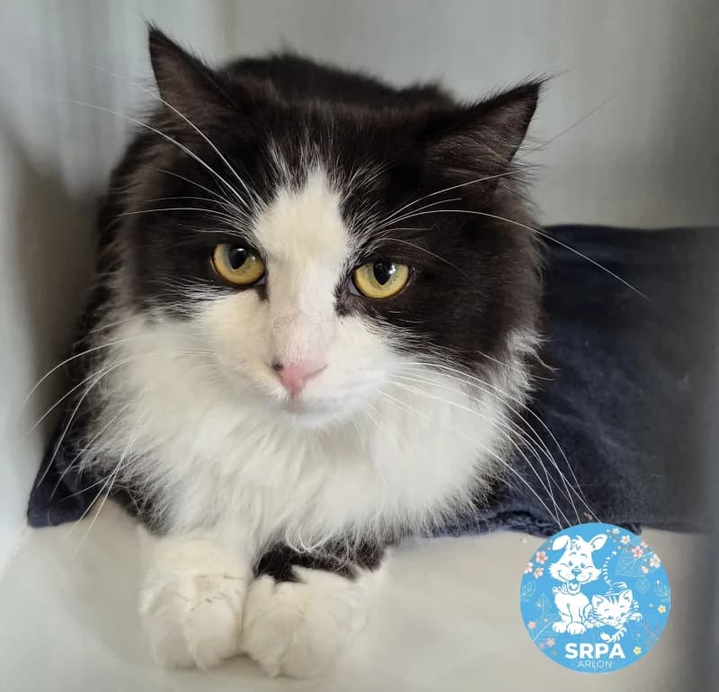 Apelon, male young European Shorthair for adoption at SRPA Arlon