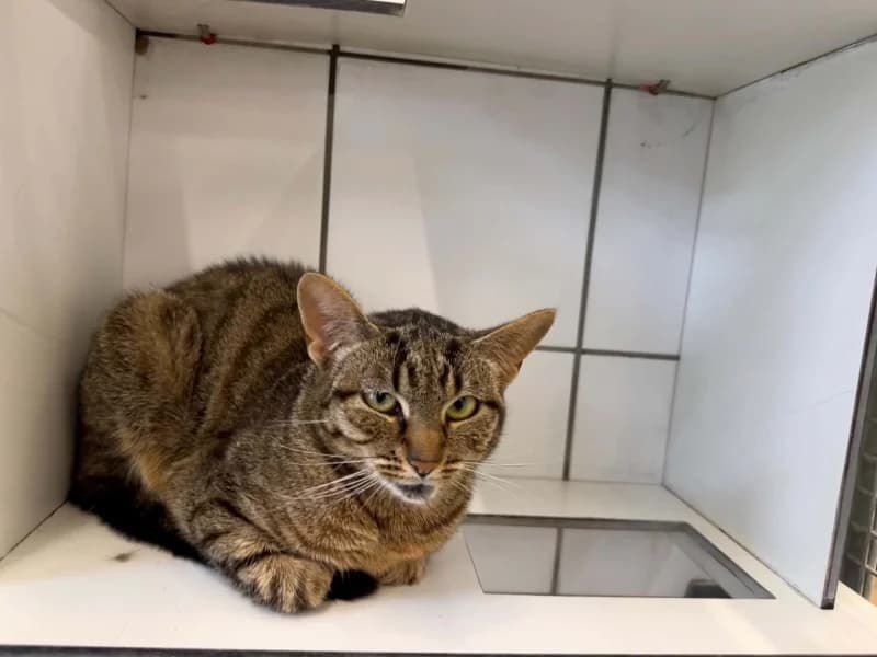 Fanny, female puppy European Shorthair for adoption at SRPA Liege, Srpa Liege