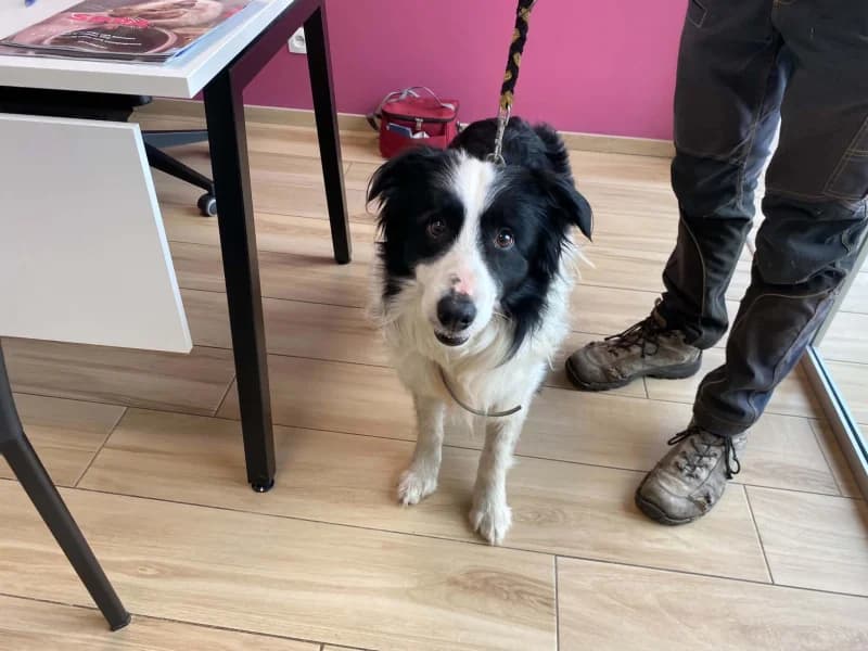 Tao, male senior Border Collie for adoption at SRPA Liege, Srpa Liege