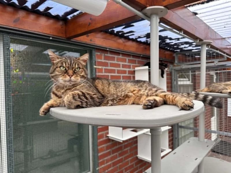 Tommy, male senior European Shorthair for adoption at SRPA Liege, Srpa Liege