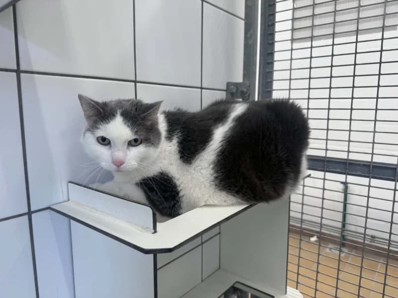 Myra, female senior European Shorthair for adoption at SRPA Liege, Srpa Liege