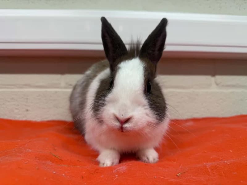 Margueritte, female mixed breed for adoption at SRPA Liege, Srpa Liege