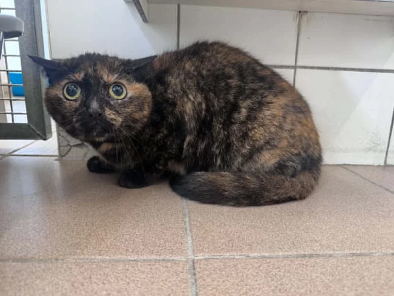 Pippa, female 5yo European Shorthair for adoption at SRPA Liege, Srpa Liege