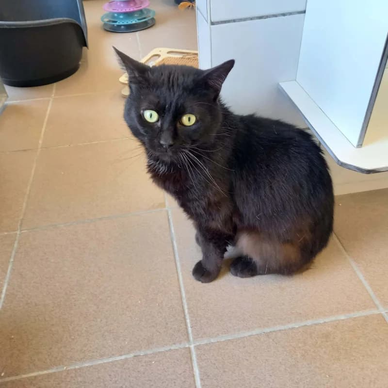Pippo, male 5yo European Shorthair for adoption at SRPA Liege, Srpa Liege