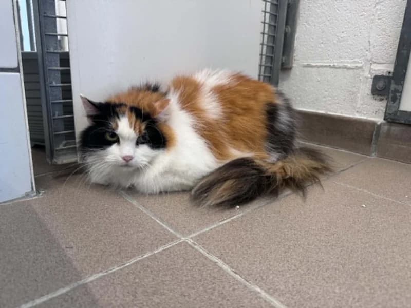 Soraya, female 7yo Mixed Breed for adoption at SRPA Liege, Srpa Liege
