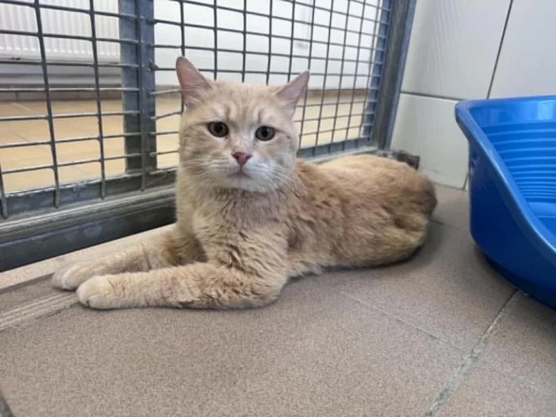 Snow, male 3yo European Shorthair for adoption at SRPA Liege, Srpa Liege