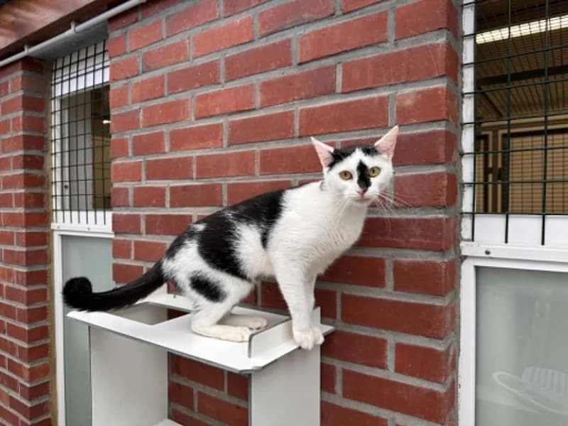 Nina, female young European Shorthair for adoption at SRPA Liege, Srpa Liege
