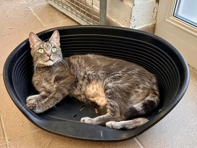 Flora, female 4yo European Shorthair for adoption at SRPA Liege, Srpa Liege
