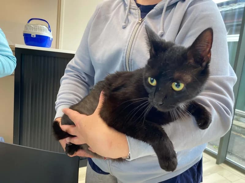 Romy, female young European Shorthair for adoption at SRPA Liege, Srpa Liege