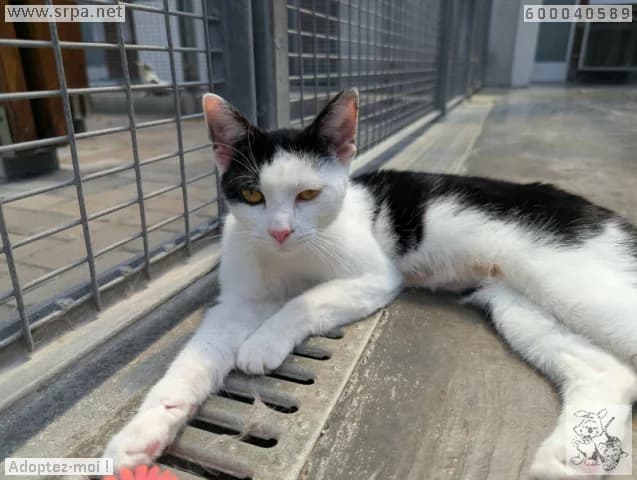 Animal 600.040, female puppy European Shorthair for adoption at SRPA Liege, Srpa Liege