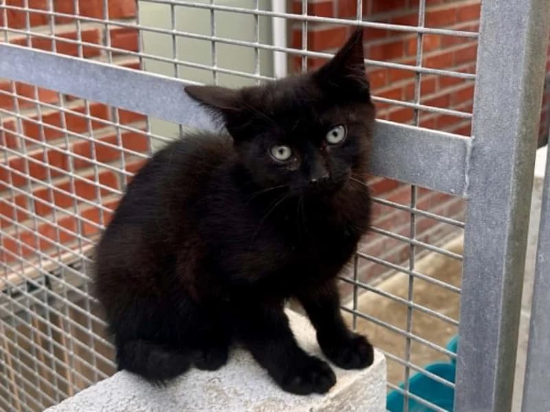 Sypique, male puppy European Shorthair for adoption at SRPA Liege, Srpa Liege