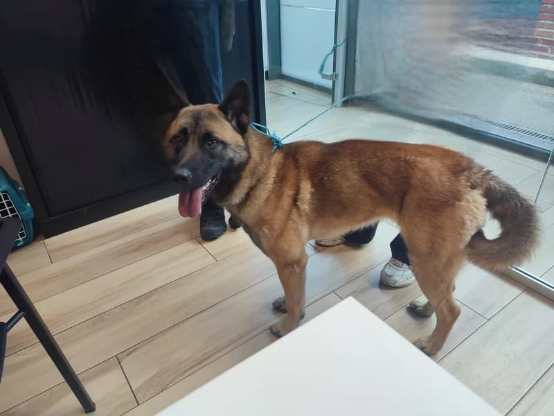Animal 600.040, female young Belgian Malinois for adoption at SRPA Liege, Srpa Liege