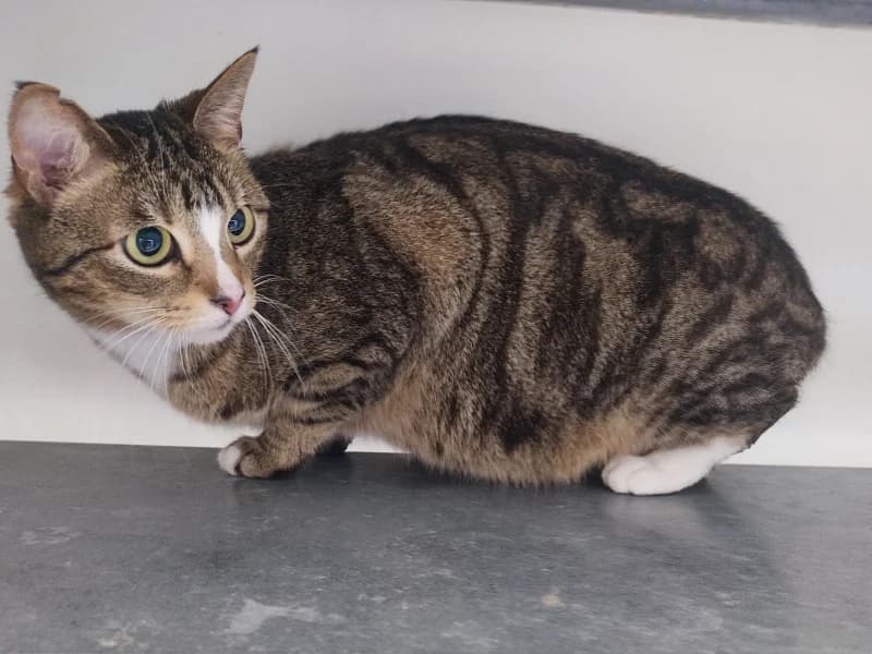 Mia, female 5yo European Shorthair for adoption at SRPA Liege, Srpa Liege