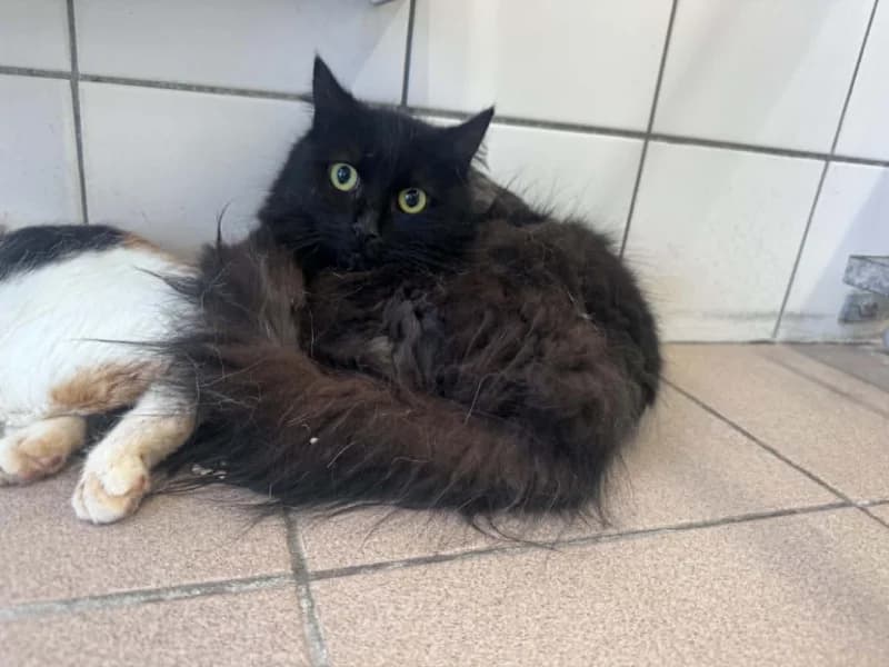 Animal 600.040, female puppy European Shorthair for adoption at SRPA Liege, Srpa Liege